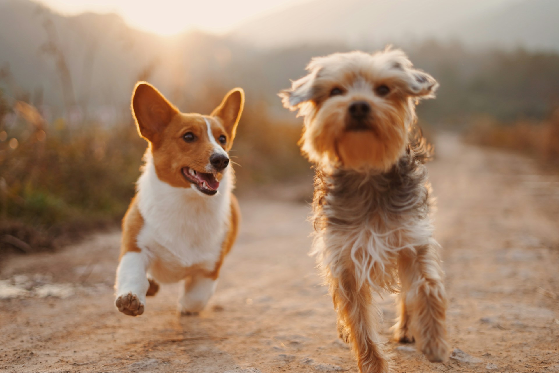 Two dogs running together outdoors