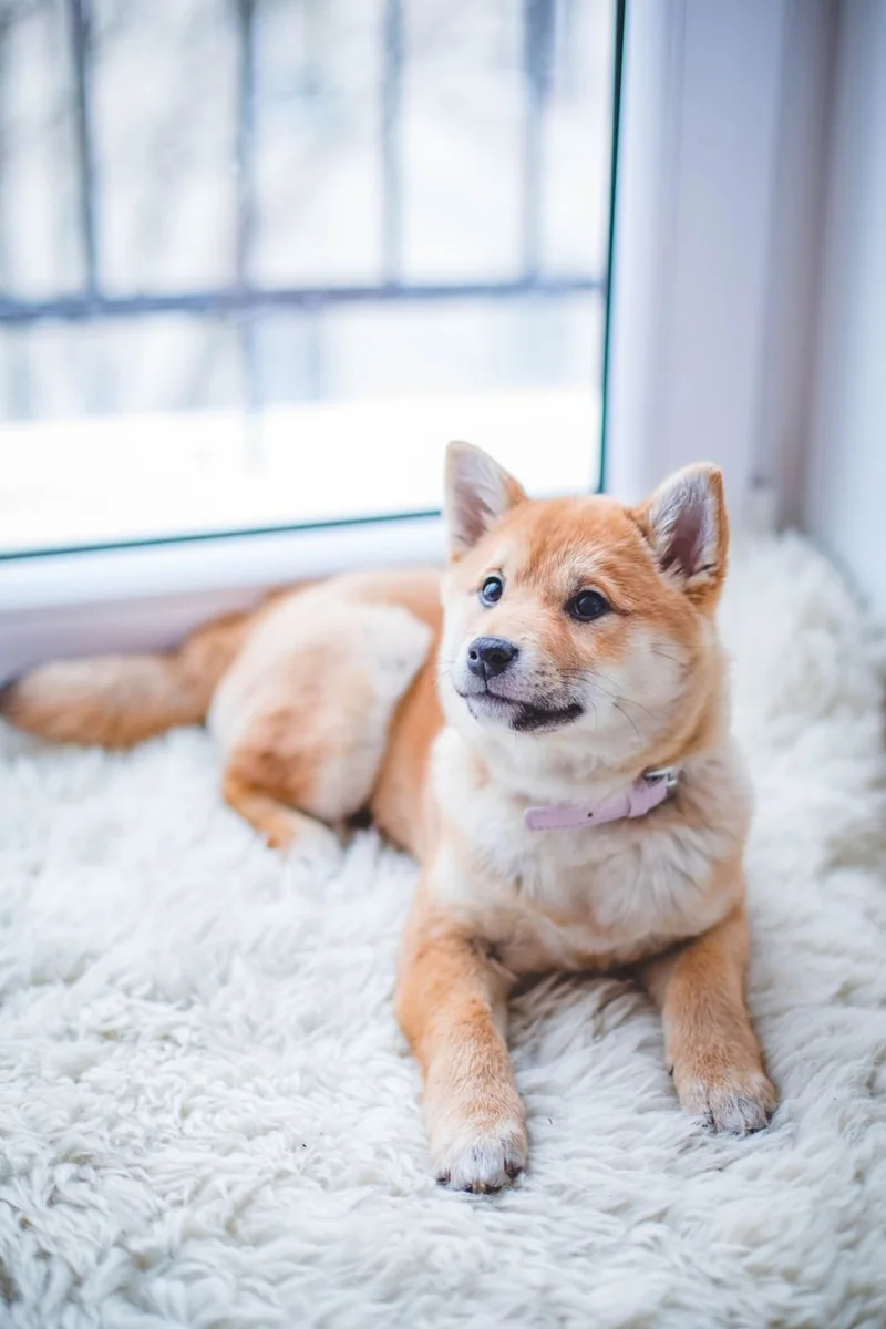 A brown and white puppy resting on a soft white rug indoors.